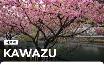 Kawazu : festival de la floraison des cerisiers Kawazu-zakura