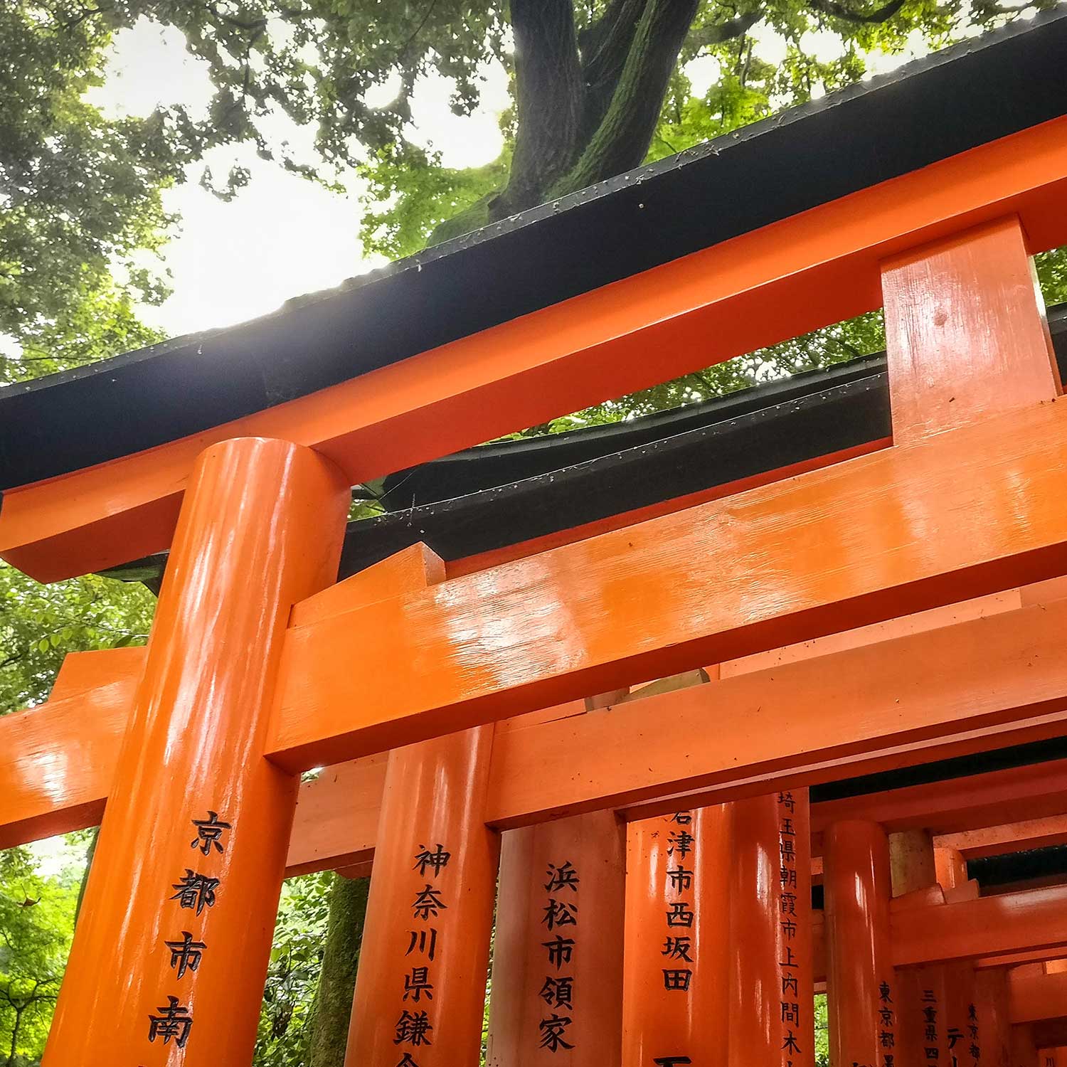 Projet de voyage au Japon - torii